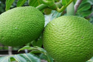 Bread Fruit