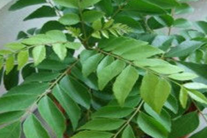 Curry Leaf